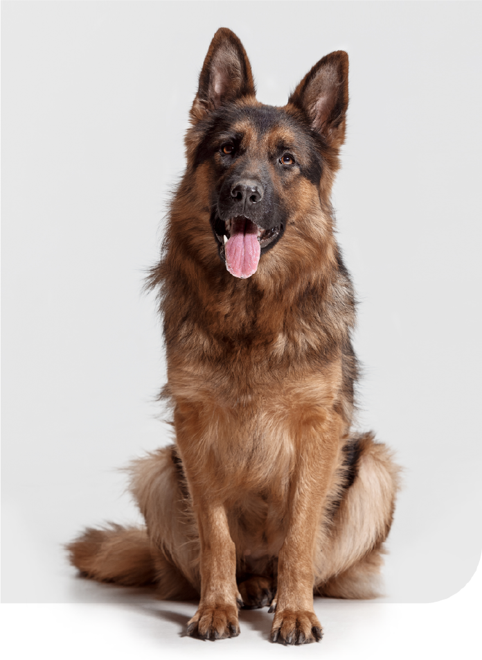 German shepherd sitting