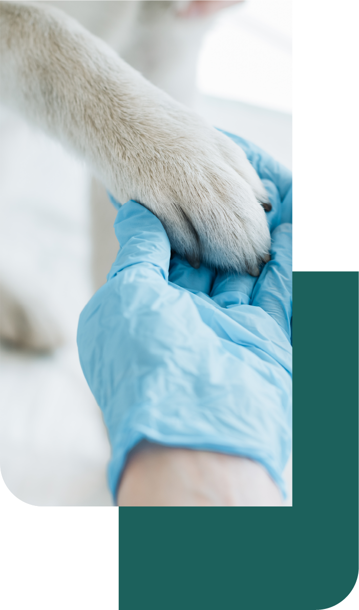 Human and Dog holding hands Shop veterinary equipment in Canada