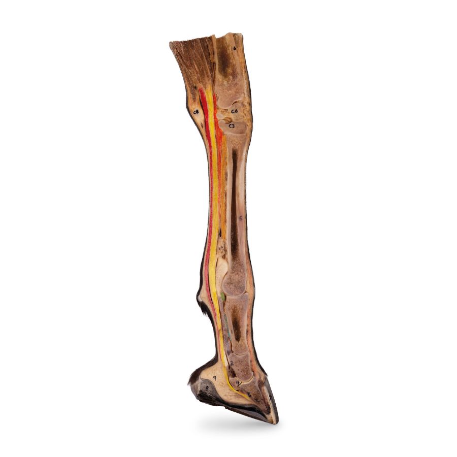 Equine Forelimb 2 Equine Forelimb