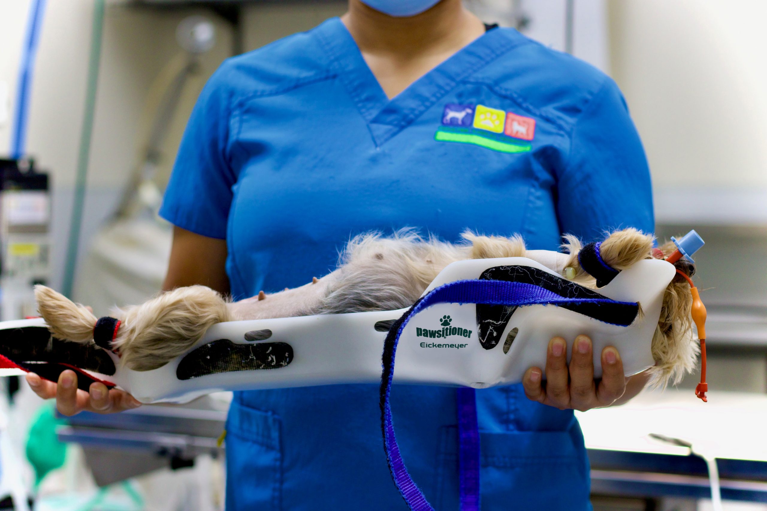 Eickemeyer Pawsitioners - Image 6