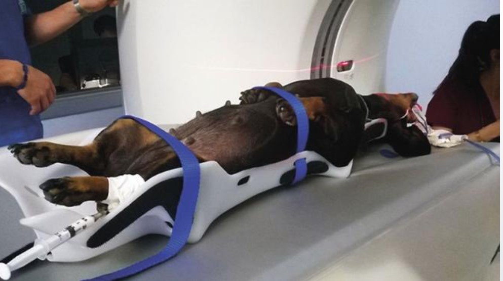 Eickemeyer Pawsitioners - Image 4