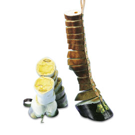 Equine Distal Forelimb 1 Equine Distal Forelimb