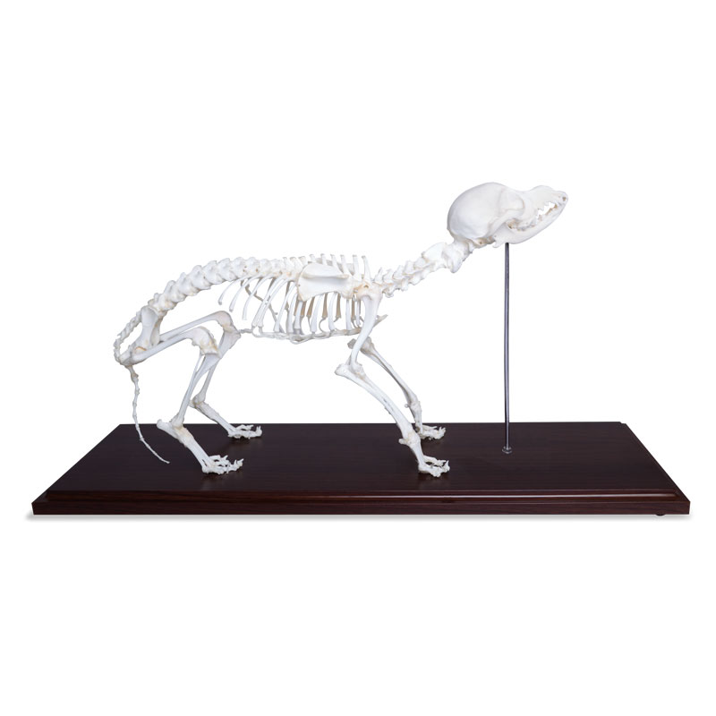 Natrual Bone Canine Skeleton 1 Natrual Bone Canine Skeleton