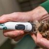 Isis small cordless clippers