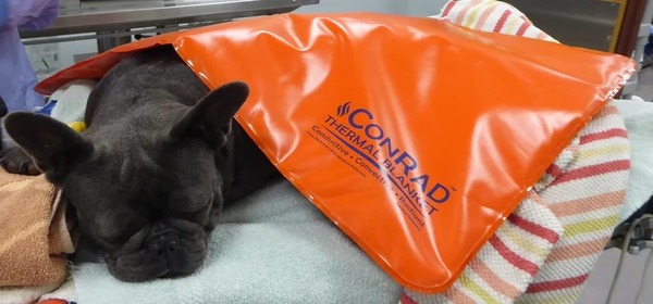 VO10602-photo-CONRAD-Small General Use ConRad Thermal Blankets 1 Small (20” x 28”)