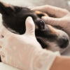 Fundamentals of Ophthalmology - Image 7
